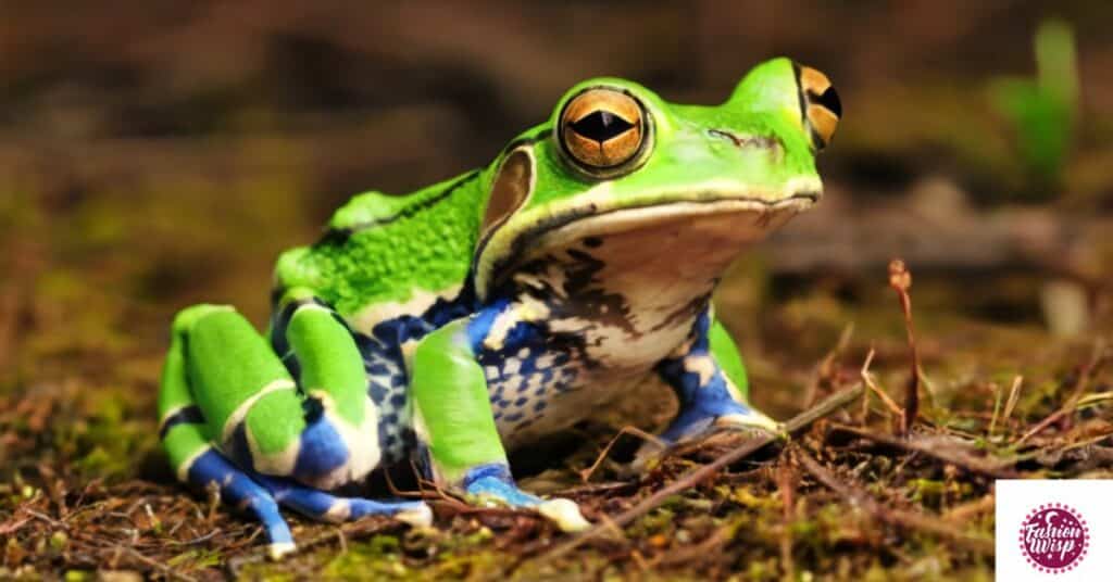 What kind of shoes does a frog wear?